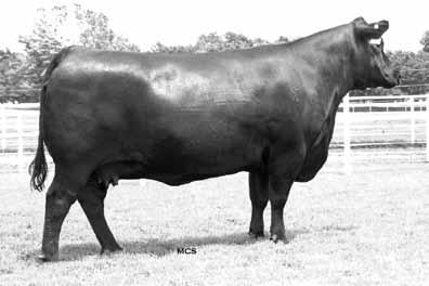 8 Spring Bulls Brost MIss Traveler 703 - Granddam of Lot 15 and 16 EXAR Evergreen 3407 - Dam of Lot 15 and 16 BC 7022 Raven 7965 - Sire of Lot 15 and 16 15 BLC Raven 060W [AMF] Birth Date: 2/20/09
