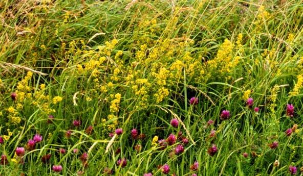 The limestone areas, found at lower altitudes, support some typical limestone flowers such as Bird s-foot Trefoil, Fairy Flax, Lady s Bedstraw, Limestone Bedstraw, Blue Moor Grass, Wild Thyme,