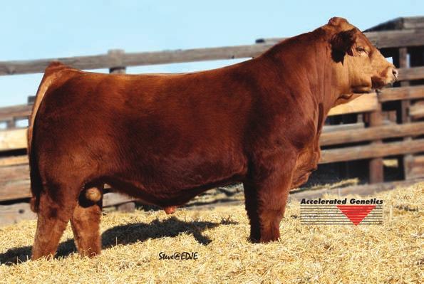 Cow/Calf Pairs 16 Reference Sire - Top Fuel U250 HR 17 Reference Sire - SVF/NJC Mo Better M217 16 PSF Z21 BD: 1/1/12 ASA#: 2649891 Tattoo: PSFZ21 PB SM TNT TOP GUN R244 TOP FUEL U250 HR HS PENNY P250