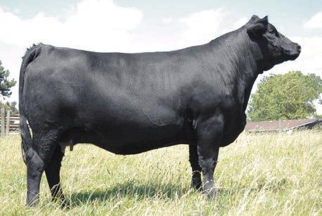5 AI d 7-8-2014 to LONG S STEEL SHOT (ASA# 2545745) This is a rare opportunity to own a daughter form one of the most proven cow families in America.