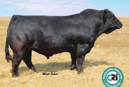 Females tracing back to Macho have proven their worth time and time again. Just look at the results from the last PartisOver Ranch female sale last spring.