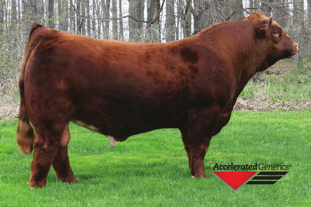 Embryos 2 2 Reference Donor -OMF Cherry Bomb Reference Sire - Long s Steel Shot 2a 2 MS GFI T7044 Embryos Reference Donor - Anchor Evergreen 904 BD: 4/10/07 ASA#: 2427175 Tattoo: T7044 PB SM SVF