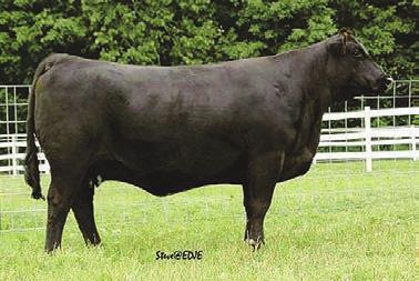 3 3 NB CECILLIA 8U EMBRYOS CC SWEET HEART 904-6W LONG S STEEL SHOT Consignor: Double C Simmentals Selling 3 embryos, guaranteeing one pregnancy if work is done by certified embryologist.