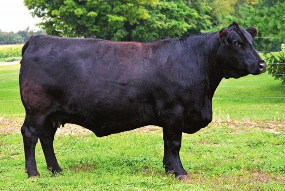 These calves are sure to be powerfully constructed and they will have style to burn as they go back to the great Cherry Bomb cow. MEYER RANCH 734 LONGS MISS SWEETS ANCHOR EVERGREEN 904 CE BW WW 3.8 2.