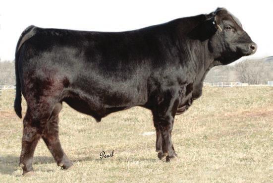 He is an outcross to today s genetics and semen is very hard to come by.
