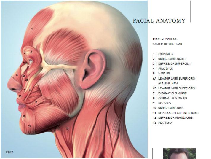 FACIAL MUSCLES THE MID