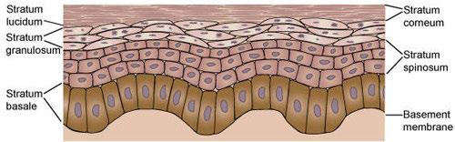 SKIN ANATOMY The epidermis is the outermost layer of the skin, and protects the body from the environment.
