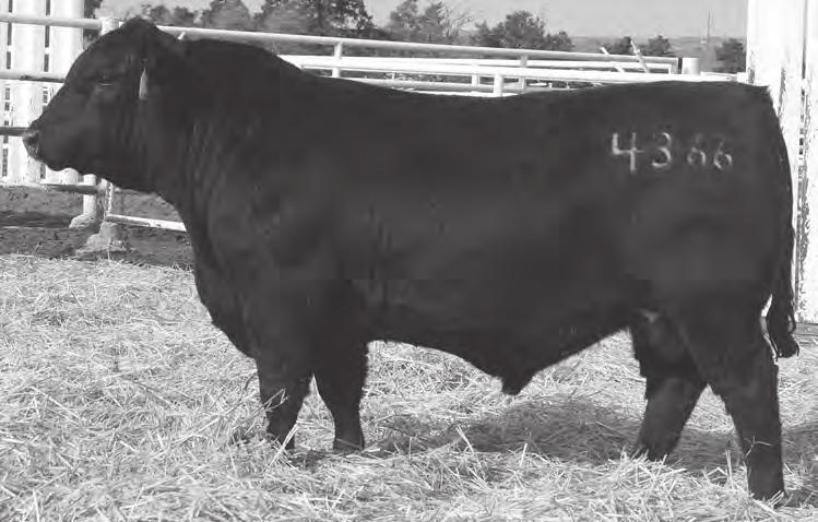 86 A stylish, long bodied son of the high growth sire Apex Windy who posted %IMF-107 and UA-103. His dam who records BR 3@95 and WR 3@102 is a direct daughter of the ZWT donor, Coleman Donna 386.