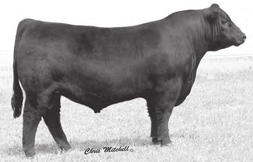4 I+47 I+87 I+25-12.44 Adj. 205 Adj. 365 631 1098 +42.05 +41.94 Calving ease with extreme carcass values in this blending of Hoover Dam with Future Direction 4268 and Predestined.