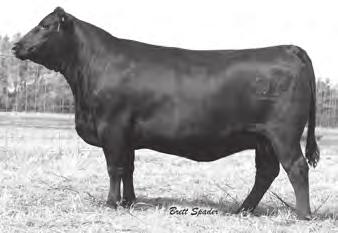 PDESTINED GENETICS GAR PDESTINED - The influence of this breed-leading carcass sire sells.