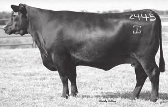 FALL YEARLING SONS OF TEN X 4 RSA TEN X 442 - This impressive son of Ten X sells as Lot 4 and his flush sister is the lead-off bred heifer selling as Lot 213.