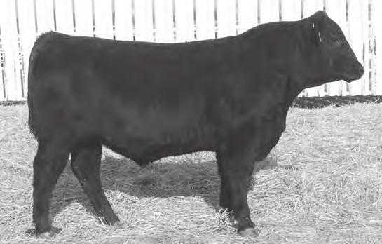 13 PERFORMANCE - TESTED FALL YEARLING BULLS DVAR Consensus D4152 Birth Date: 9-15-2014 Bull +18152554 Tattoo: 4152 Connealy Consensus #KMK Alliance 6595 I87 Connealy Consensus 7229 Blinda of Conanga