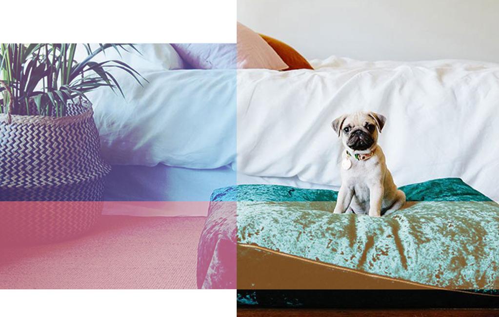 Future Trends S/S 9 Pets Nice Digs