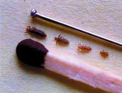 There may only be 10 lice or fewer on a head. Head lice can t fly, jump or swim.