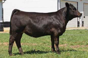 7 YW 75.2 TI 55.6 MCE 9.8 Most certainly what will become a powerful donor prospect, this Joys Shadow daughter by the Denver Champion Dominance will please you with her natural body, heart and shape.