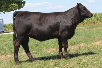 Her mother came out of this sale a couple of years ago and is a nice Built Right female. She is sired by our Jokes Promise son Solution and is really fancy.