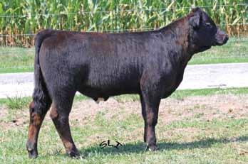 With 46 registered progeny out of the now deceased K3, Alexis is one of her last calves to be sold and this Dream On daughter fits what you might expect from a K3/Dream On blend.