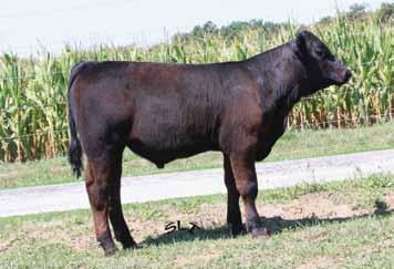 Prospect Steers 28 RS Rambler 12Z 3/13/12 ASA# 2643439 Tattoo: 12Z PB SM Polled SVF/NJC Built Right N48 RS Vantage Point 153X DI Miss Excitement K3 Drake Heat Wave DAF Miss R12 Drake Here I Come CE 2.