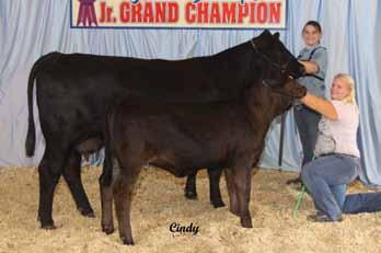 Bred Females 36RS No Regrets 38P 11/25/04 ASA# 2279342 Tattoo: 38P PB SM Polled HC Power Drive 88H KENCO/MF Powerline 204L SAFN Glamour 11J Donor Cow Burns Bull C339U DI Miss Excitement K3 NF Simple