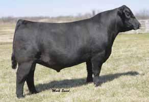 We should be keeping this one to replace her mamma, but felt she would make a good addition to the sale offering. Nice made sound female bred to a rising star in the Angus Breed, SAV Brilliance.