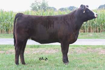 I like the 71 family and this young bred confirmed to SAV Brilliance will get this females buyer off to a good start. Don t hold back on this good baldy!