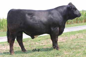 She also can work as a maternal line for crossbreds or even halfblood Simmys. We kept her crossed on her first mating to the popular Maine bull I-80!