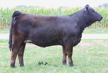 8 API 115 TI 66 Consigned by Gold Buckle Cattle When considering parameters of your heifer purchases this fall, feed efficiency will no doubt be among the top of the criteria and 166Y is that and