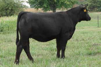 Her mother is an outstanding first calf heifer that has a great future here. Its Her Time is super long with plenty of middle and muscle.