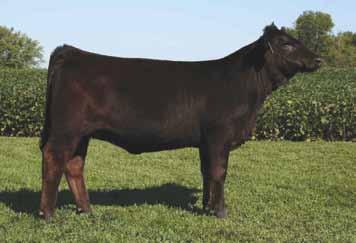 The Drake Redtop granddam, Blush, was a highly successful show heifer, and yet the 787Z heifer surpasses her maternal line s shape and true base width.