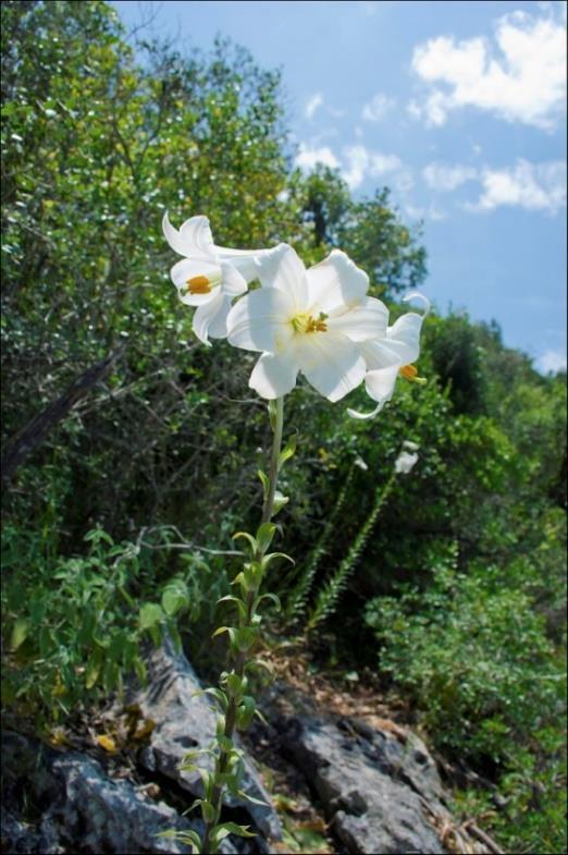 5.2.7 Lily One of the most strongly scented flowers, the white Madonna lily (Lilium Candidum) grew from perennial bulbs to a height of about 1m, bearing leaves of decreasing size towards the terminal