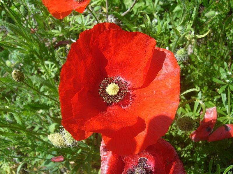 opium poppy (Papaver somniferum) was introduced during the New Kingdom. It is reported as having been grown near Thebes during the late Ptolemaic Period. Figure 5.