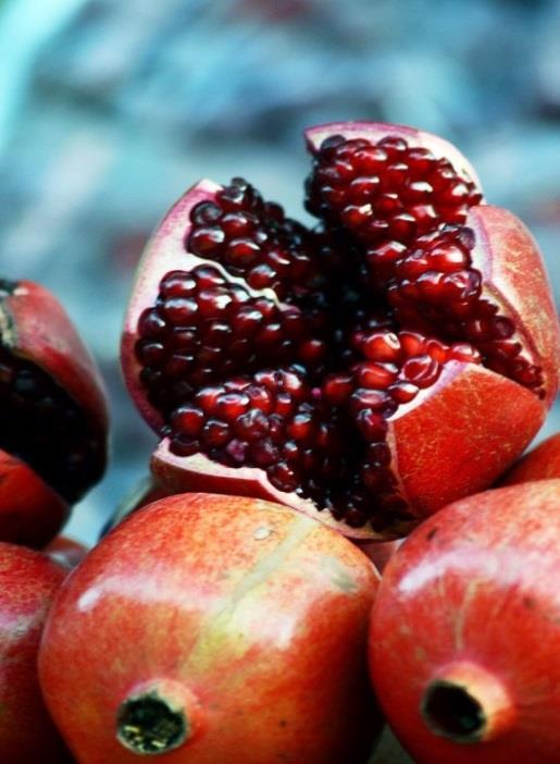 The pomegranate (Punica granatum), a fruit-bearing deciduous shrub, originated in the south west Asian Persian region (modern-day Iran) and its cultivation soon spread throughout the ancient