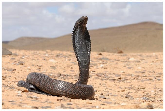 Figure 8.5a: Egyptian cobra (Naja annulifera / Naja haje) Figure 8.