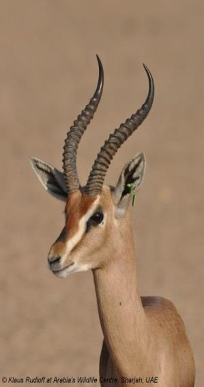 198 The gazelle was the most abundant ungulate in the arid parts of the Near East and Egypt featured in abundance in desert hunting scenes from as early as Pre-Dynastic times.