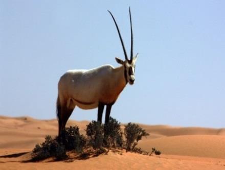 Strandberg (2009:13) notes that the carved wooden ibex and the gazelle are documented as prow ornaments for sacred barks from as early as the Pre-Dynastic era, suggesting a connection with the