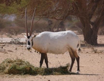 The oryx is generally well-adapted to arid conditions, similar to camels have adapted physiologically and foraging habits to survive for considerable time in a desert habitat (Gilbert 2002:22).