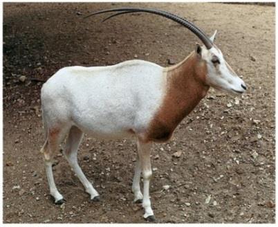 204 The gracefully arching horns of Scimitar-horned oryx made it a popular subject of the sculptural and minor arts.