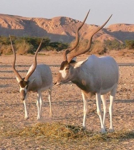 The oryx was believed to be sacred to the god Sokar and symbolic of solar protection.