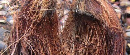 Arenga is finer and softer than other palm fibres, but is nevertheless tough and