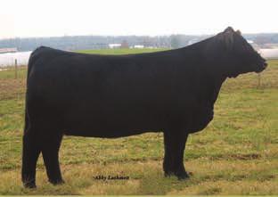 WLE Miss A547 daughter WLE Miss A547 - reference Choice- Either IVF or Conventional Flush. Seller guarantees a minimum of 6 transferable embryos. No cap. Buyer to stand flush cost.