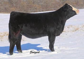 6 134 We always try to bring something pretty special to the Mid America Sale and we feel 310C may be as good as we have offered.