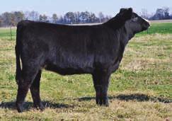 Moore Untouchable 221C 27 consignor by : Moore Land and Cattle BD: 3/5/15 WAGR Driver 706T CNS Dream On L186 ASA# 3065292 3C Melody M668 BZ Tattoo: 221C BW: 78 G&L Avalanche 149F Lazy H Touch Me Not