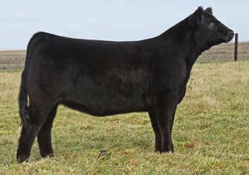 Meadow Springs Miss 810U - reference dam R/F Beauty C036 RS Braveheart 032A - reference sire 30 consignor 3/4 Blood BD: 5/3/15 ASA# 2992767 Tattoo: C036 BW: 69 R/F Beauty C036 by : Riley Farms WLE