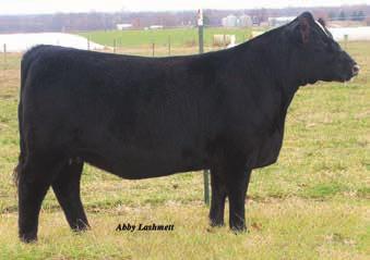 JPLF Miss B437 37 consignor BD: 3/22/14 ASA# 3013964 Tattoo: B437 BW: 84 We have made the decision to offer a very special individual for your appraisal.