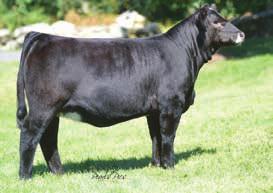 HPF Miss Rush x RGRS SRG Two Step 3A consignor by : Bauer Simmentals Embryos 3 Embryos Guaranteeing 1 Pregnancy Proj WS A Step Up X27 RGRS SRG Two Step 20Z ET WLTR Lydia 39U ET HPF Miss Rush A051