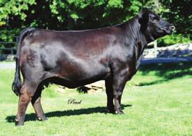 A051 is youngest cow in our lineup of donor; A051 competed in the largest National classic to date in 2014 standing near the top in of both her class and division.