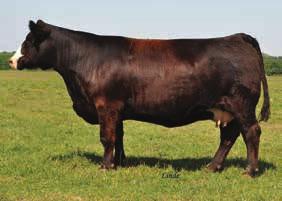 76 119 SS Cottontail 086Z - reference dam Selling 5 IVF heifers embryos guaranteeing 2 pregnancies if work is performed by a certified embryologist.