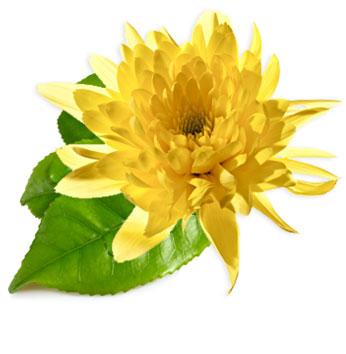 Chrysanthemum Chrysanthemum has been used for centuries to treat inflammation.