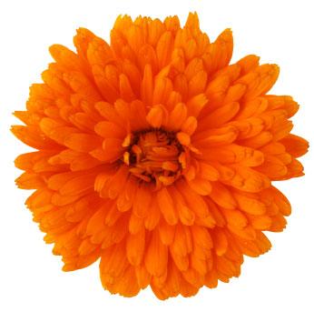 Calendula A traditional antiseptic and antibacterial. Calendula extract is rich in betacarotene, stearin, triterpinoids, flavonoids and coumarin, as well as microelements.