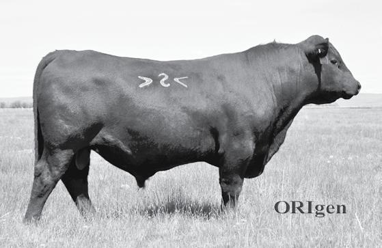 20 D +11 BW +0 WW +51 YW +96 M +12 MILK +36 The #5 Bull in Angus Registrations for 2013 His progeny are thick, attractive and correct with a sought after combination of calving ease, muscle and